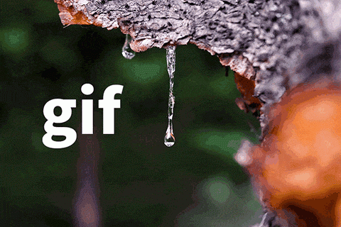 gif.gif
