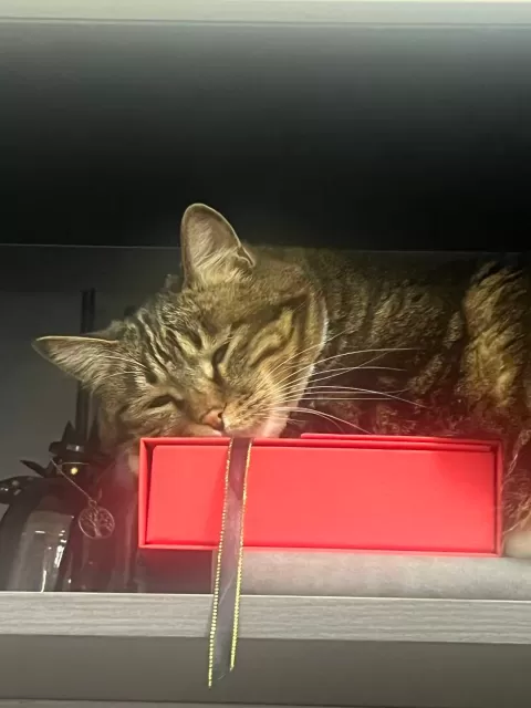 念旧之年，光落成册 Light In Nostalgic Years — Album